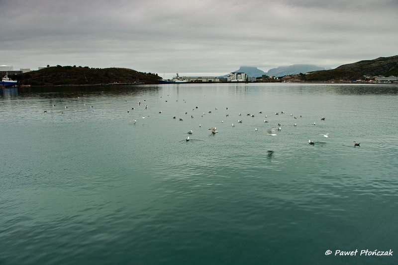 net_IMGP8110_p.jpg - The Harbour at Bodo