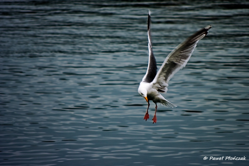 net_IMGP8140_p.jpg - Seagulls at the Harbour at Bodo