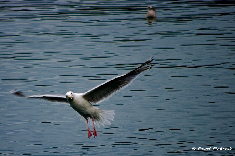 net_IMGP8144_p.jpg - Seagulls at the Harbour at Bodo