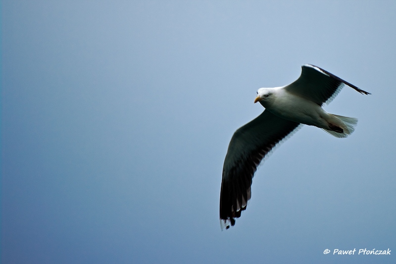 net_IMGP8150_p.jpg - Seagulls at the Harbour at Bodo