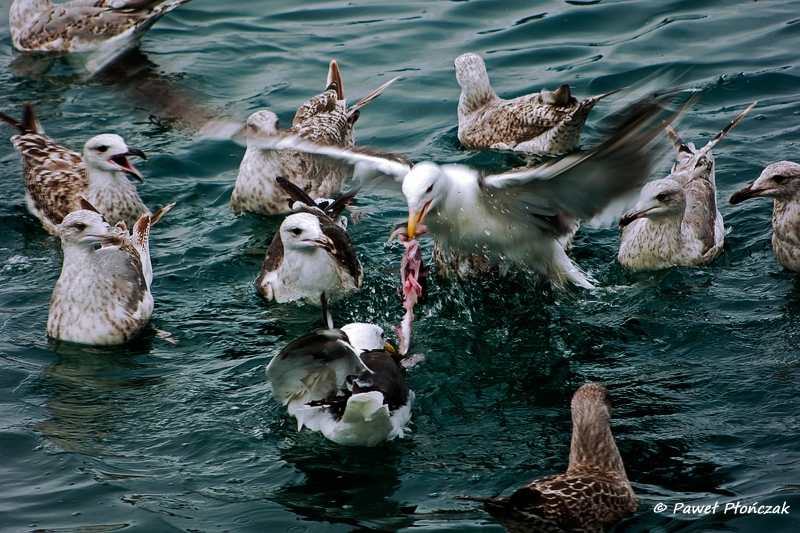 net_IMGP8158_p.jpg - Seagulls at the Harbour at Bodo
