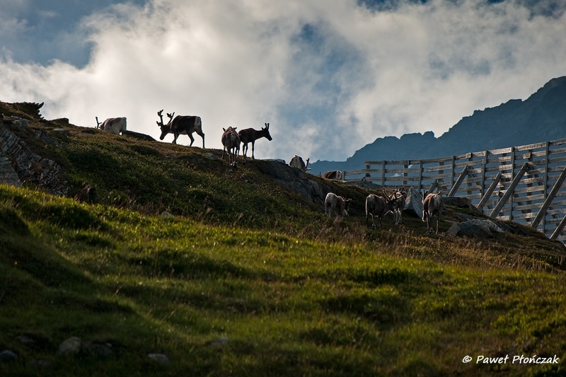 net_IMGP8629_p.jpg - Reindeers near Kvaenangen