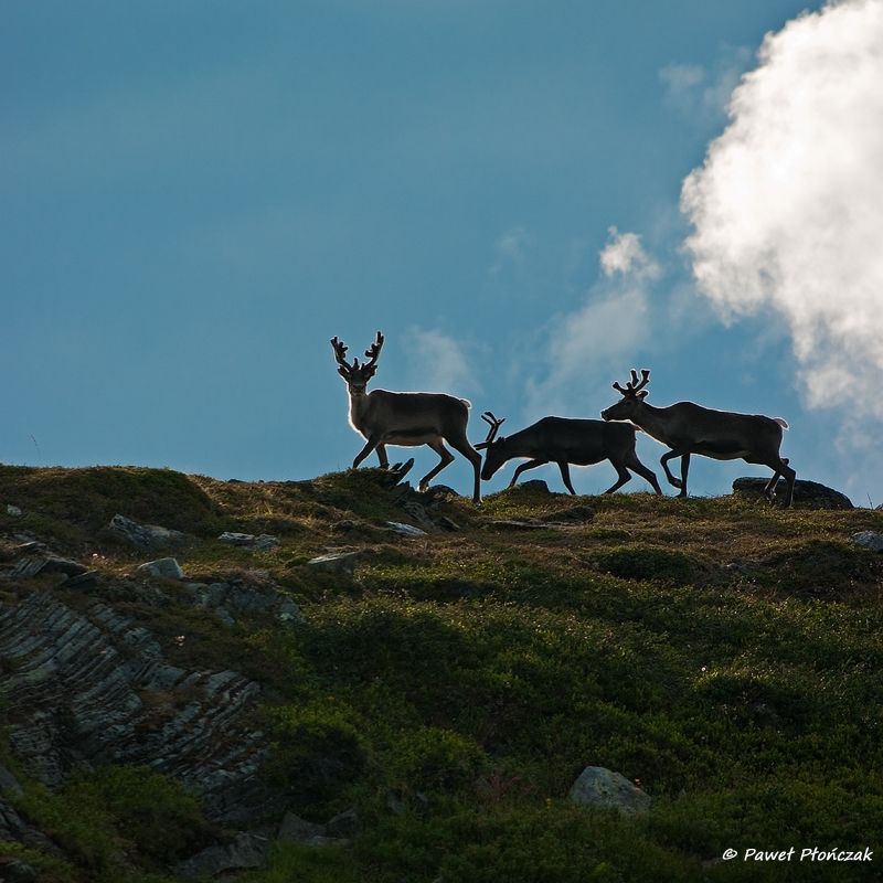 net_IMGP8632_p.jpg - Reindeers near Kvaenangen