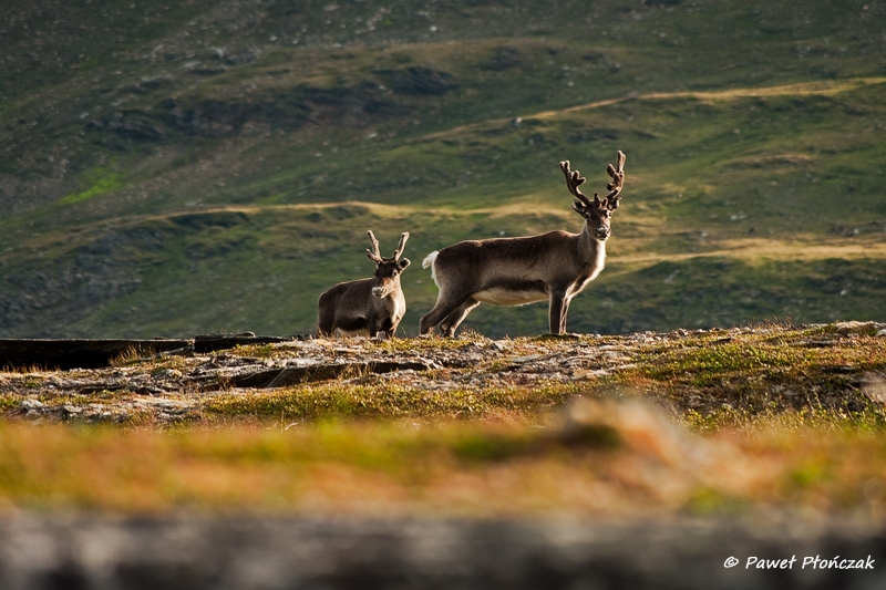 net_IMGP8634_p.jpg - Reindeers near Kvaenangen