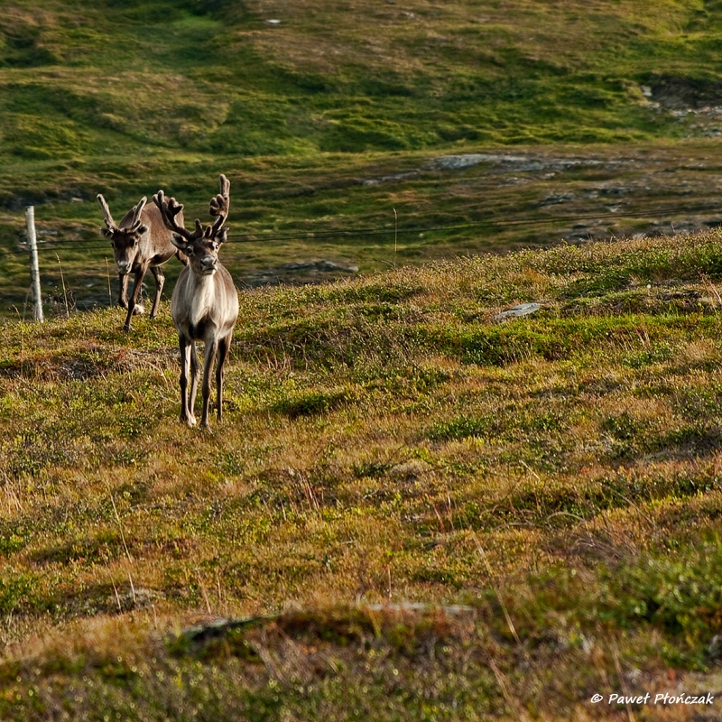 net_IMGP8639_p.jpg - Reindeers near Kvaenangen