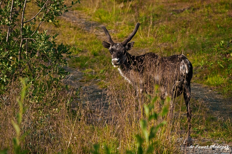 net_IMGP8667_p.jpg - Reindeers on the road from Sorstraumen to Alta