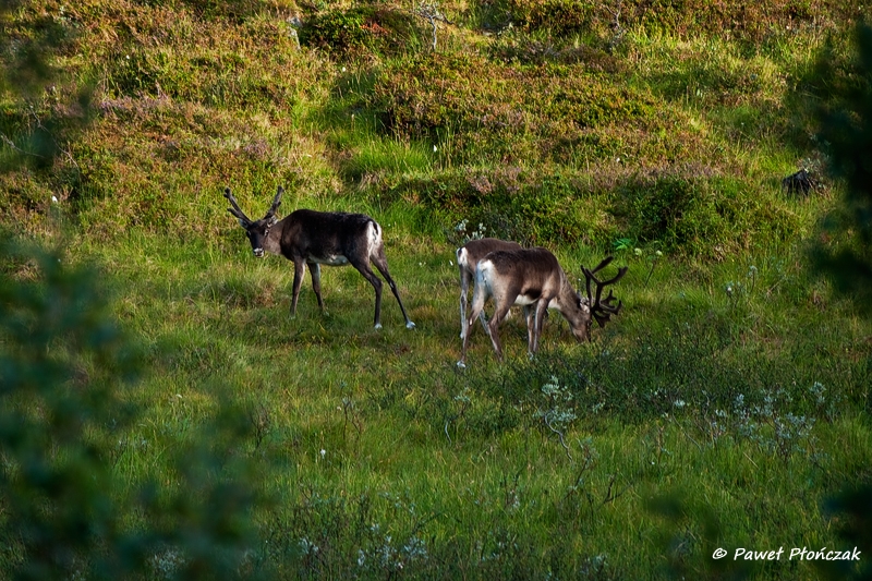 net_IMGP8677_p.jpg - Reindeers on the road from Sorstraumen to Alta