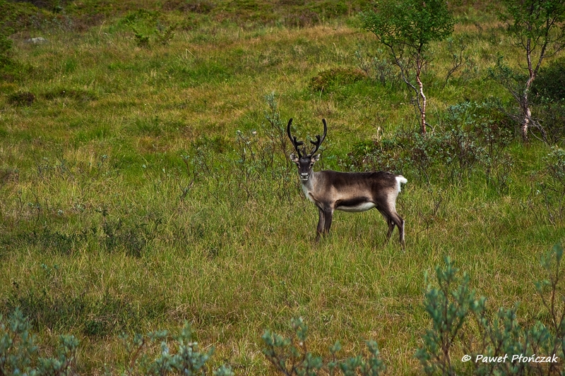 net_IMGP8690_p.jpg - Reindeers on the road from Sorstraumen to Alta