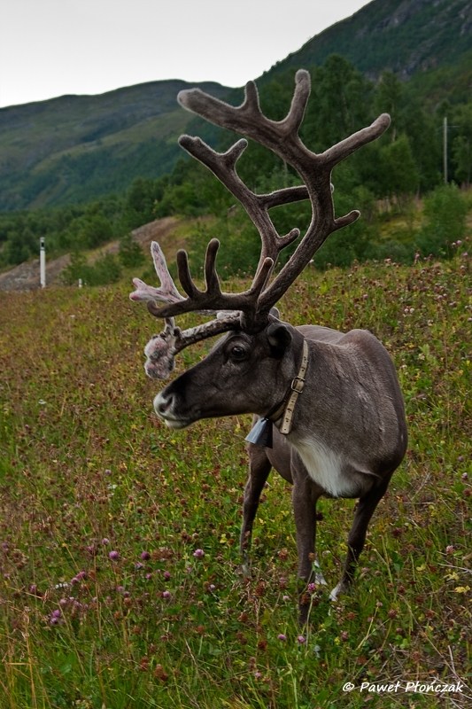 net_IMGP8734_p.jpg - Reindeers on the road from Sorstraumen to Alta