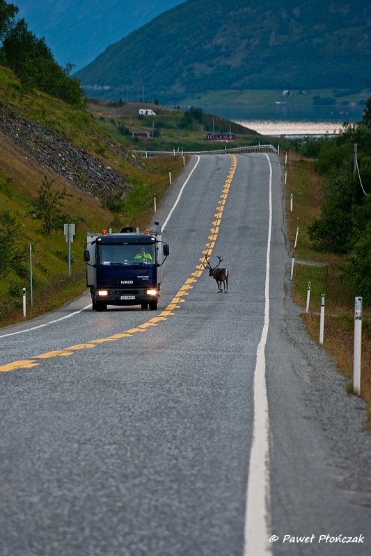 net_IMGP8744_p.jpg - Reindeers on the road from Sorstraumen to Alta