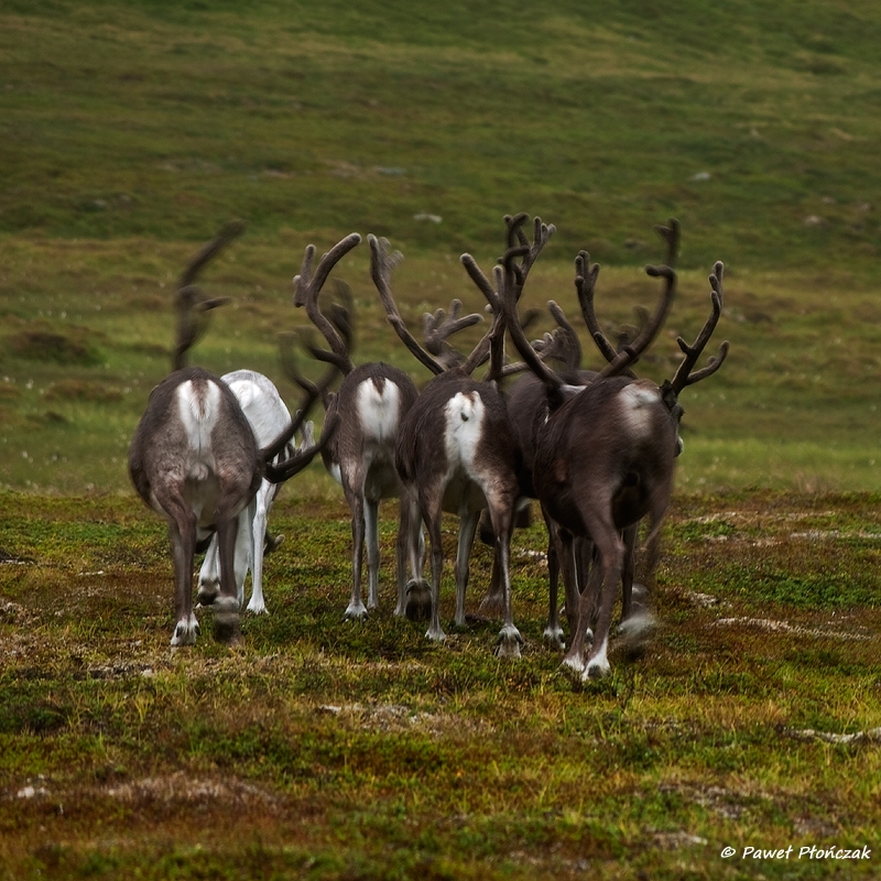 net_IMGP8771_p.jpg - Reindeers at Nordkapp