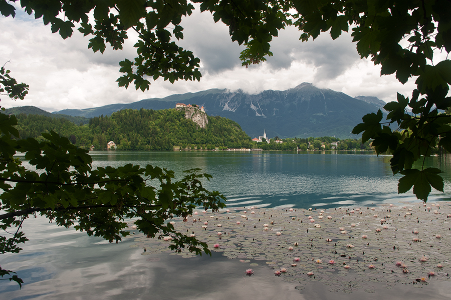 net_IGP8977.jpg - Blejsko Jezero
